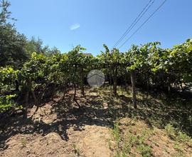 TER. AGRICOLO A CORIGLIANO-ROSSANO