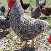 Galline ornmentali amrock marans araucana