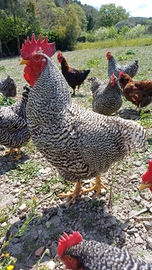 Galline ornmentali amrock marans araucana