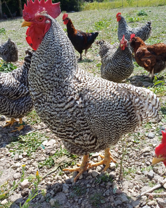 Galline ornmentali amrock marans araucana