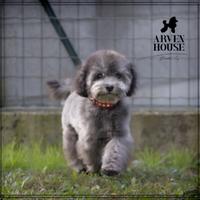 Cuccioli di colore grigio nano toy