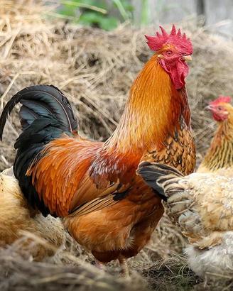 Galline
