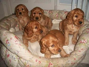 Cocker Spaniel rosso cervo