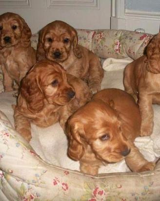 Cocker Spaniel rosso cervo