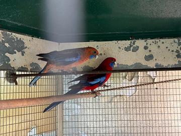 Coppia di roselle di Pennant