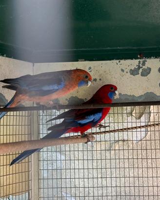 Coppia di roselle di Pennant