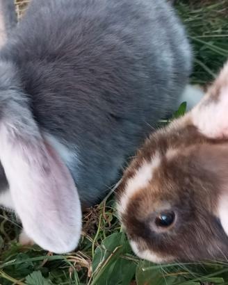 Conigli nani cuccioli razza ariete