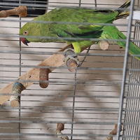 Parrocchetto dal collare