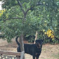 Rottweiler