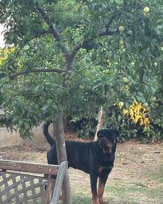 Rottweiler