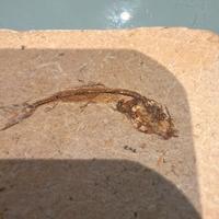 Pesce Fossile completo