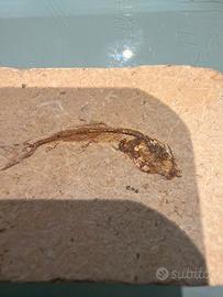 Pesce Fossile completo