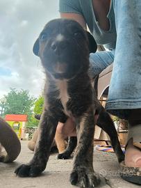 Cuccioli da mamma Amstaff