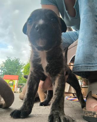 Cuccioli da mamma Amstaff