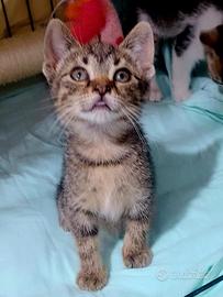 Gattine in coppia