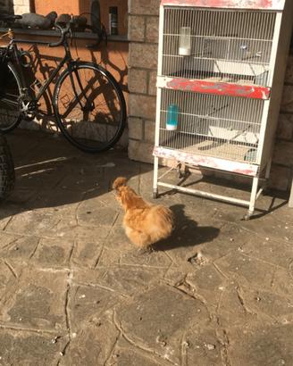 Galline e galli moroseta