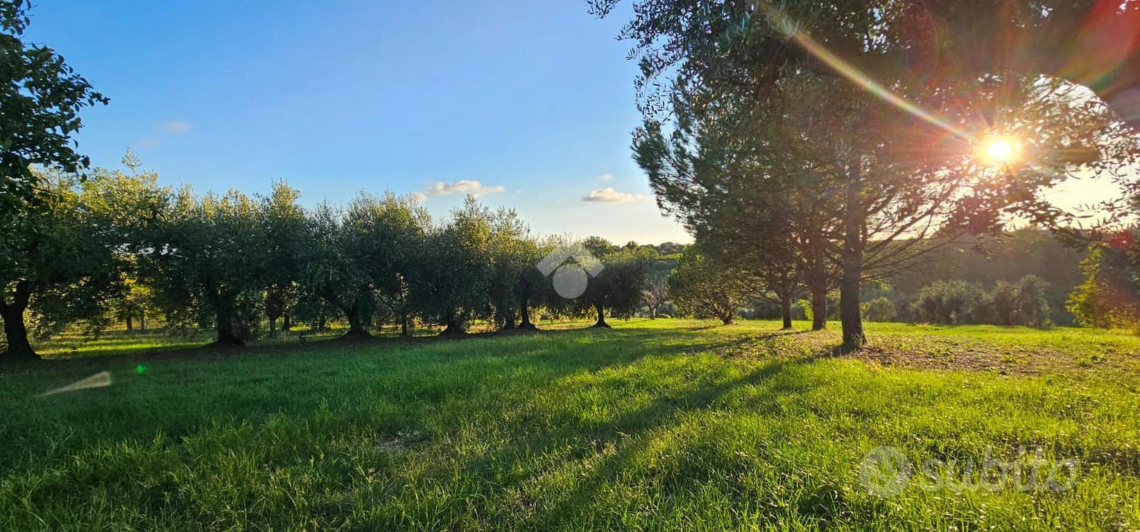 TER. AGRICOLO A VELLETRI - Mehr