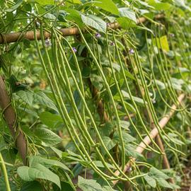 Orto 2026 - semi varie varierà e curiose