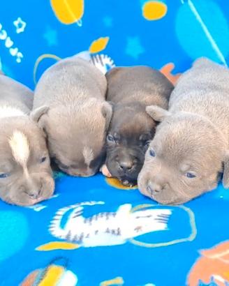 Staffordshire bull Terrier