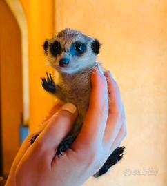 Suricata