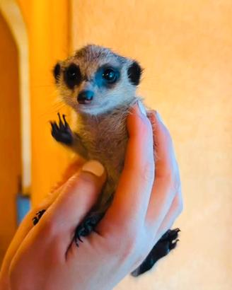 Suricata