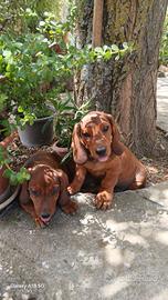 Dachsbracke