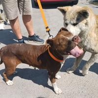 MARGOT giovane e buona con tutti