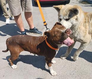 MARGOT giovane e buona con tutti