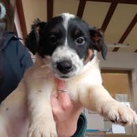 Cuccioli di Jack Russell