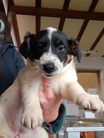 Cuccioli di Jack Russell