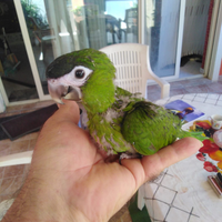 Pappagallo Ara nobilis pulli