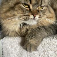 Gatto Highland Scotch food e Straght