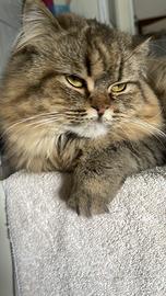 Gatto Highland Scotch food e Straght