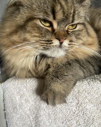 Gatto Highland Scotch food e Straght