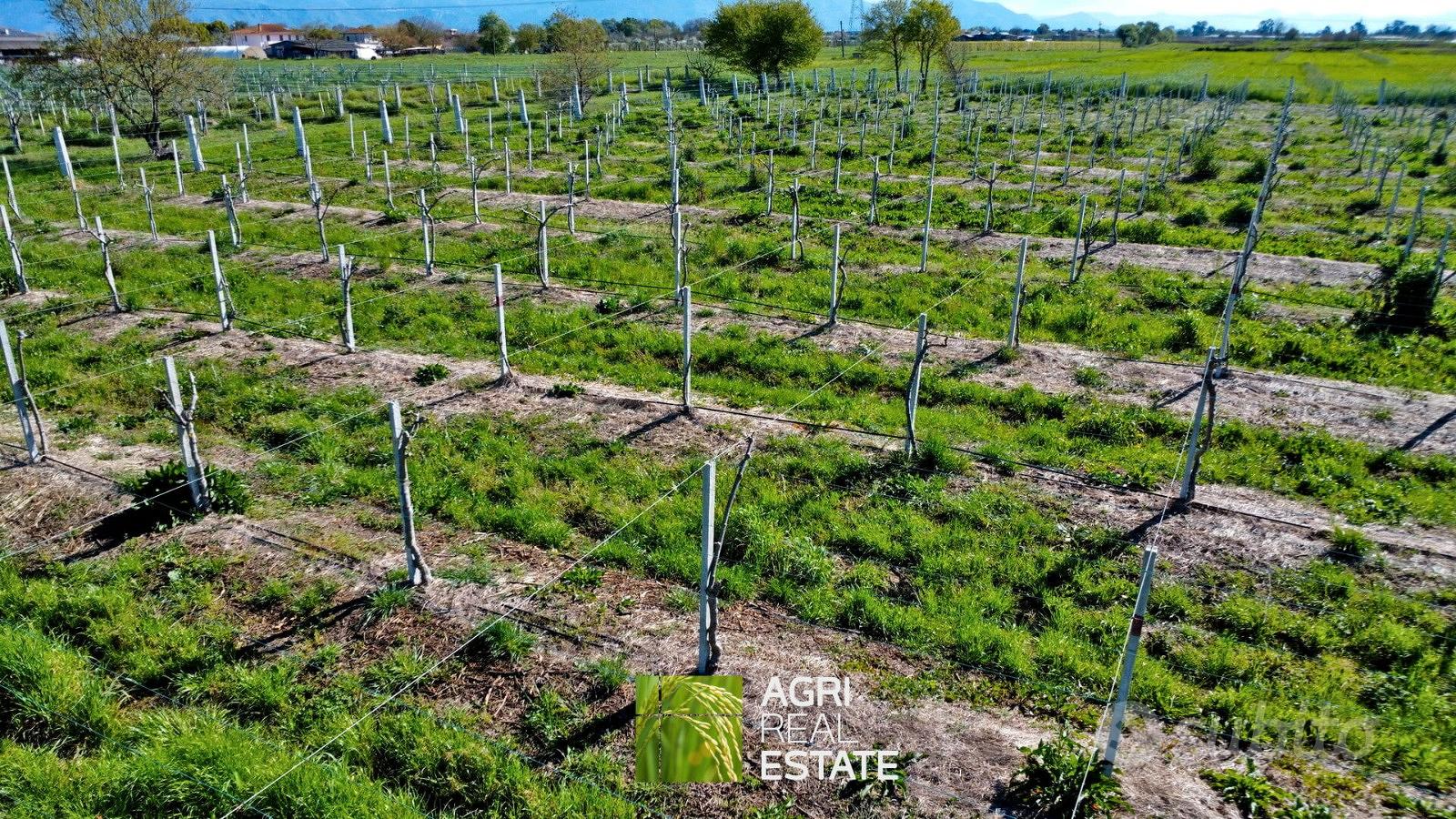 Terreno agricolo 10 HA con impianto kiwi e 2 pozzi - More