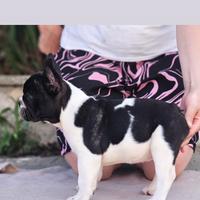 Cuccioli di bulldog francese