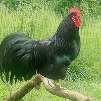 Pulcini di razze avicole ornamentali