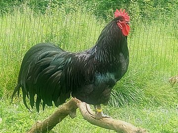 Pulcini di razze avicole ornamentali