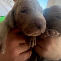 cuccioli di weimaraner 