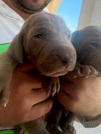 cuccioli di weimaraner 