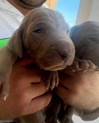 cuccioli di weimaraner 