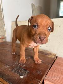Cuccioli pitbull ukc