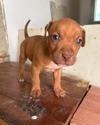 Cuccioli pitbull ukc