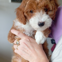 Barboncino particolor