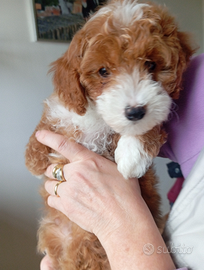 Barboncino particolor