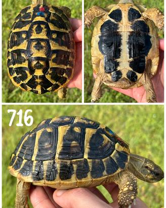 Maschio Testudo hermanni hermanni tartaruga terra