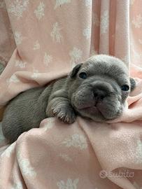 Bulldog