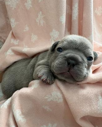 Bulldog