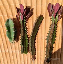 Talee di euphorbia e una cactacea