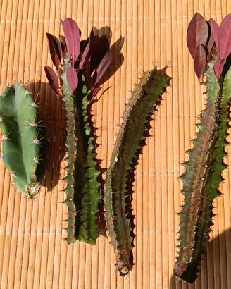 Talee di euphorbia e una cactacea